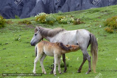 马的生殖器，公马和母马的特征|admin_人人点