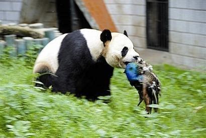 四川将推全球唯一大熊猫国际生态旅游线