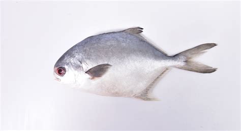 批发深海银鲳鱼 板冻白鲳鱼 海捕海鲳鱼 自助餐烧烤食材-阿里巴巴