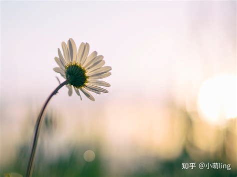 文章分享：风会记得一朵花的香 - 知乎
