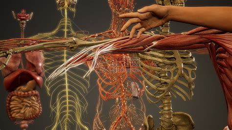 动画三维人体解剖插图高清图片下载-正版图片300001730-摄图网