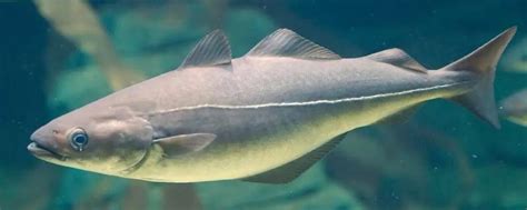 银鳕鱼 | 阿拉斯加湾银鳕鱼 | 银鳕鱼食谱 | True North 海产