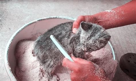 手绘创意反对虐待小猫咪元素PNG图片素材下载_手绘PNG_熊猫办公