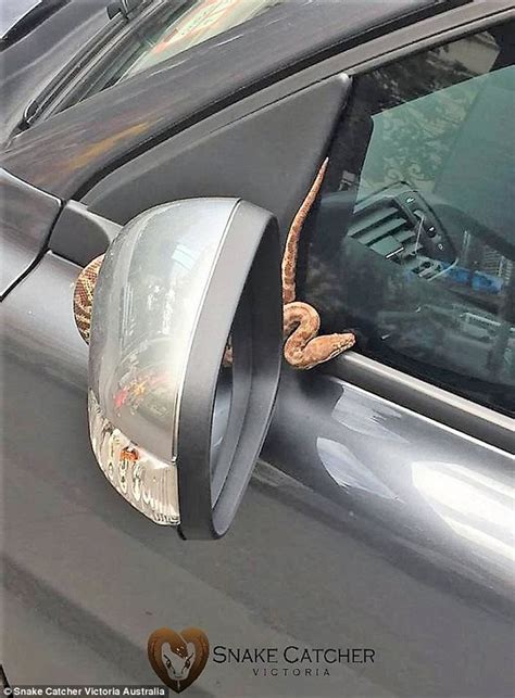 澳洲女司机发现车头挡风玻璃上出现一条蟒蛇 - 神秘的地球 科学|自然|地理|探索