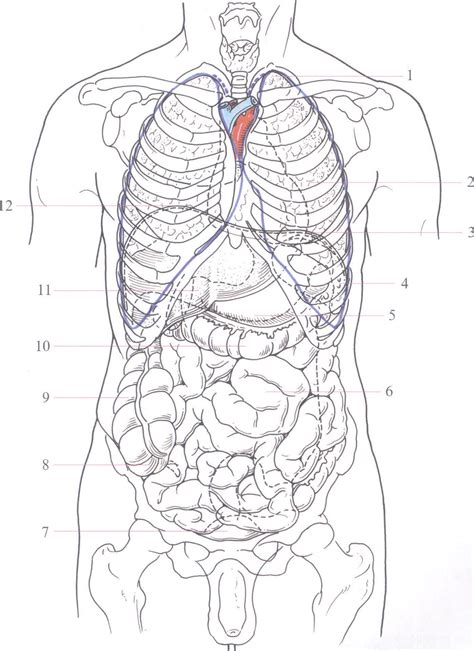 中文版Taschen原版引进Altas of Human Anatomy人体解剖图谱真人比例人体手绘手稿艺术画册700余幅彩色图谱_虎窝淘