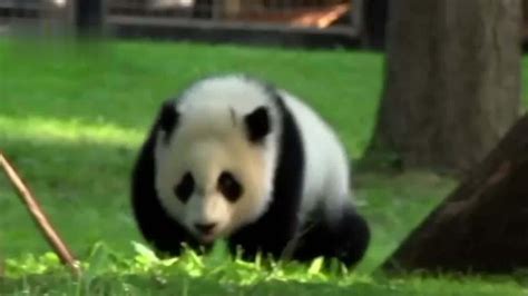 旅美大熊猫“美香”一家回国，美国动物园期待达成新的熊猫协议_凤凰网视频_凤凰网