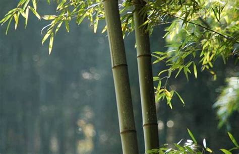 耐寒的竹子有哪些品种？-园林杂谈-长景园林网
