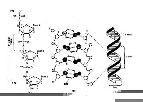 DNA分子结构图片素材-正版创意图片401677560-摄图网