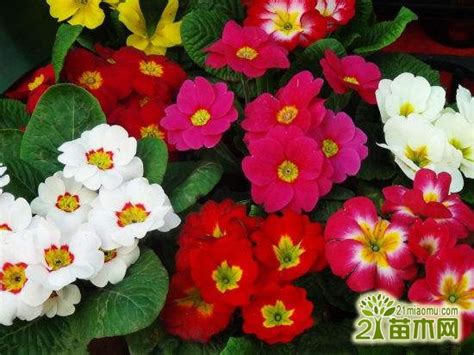 推荐3种绚丽多彩的花，报春花，角堇，五彩石竹-绿宝园林网