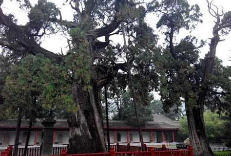 一千多年前，后汉开国皇帝在禹州这里栽下了几棵柏树_禹州房产-禹州第一网
