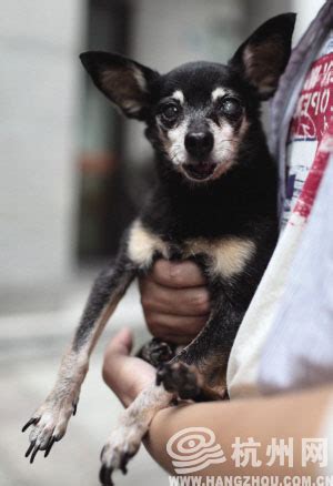 唐宁街10号迎来新住户“汪星人”：约翰逊及其女友领养的一条小狗