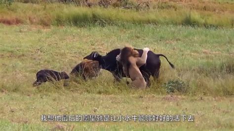 母水牛为救牛犊能量爆发，大战两头非洲狮子，死在狮子手里_凤凰网视频_凤凰网