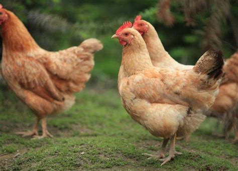 世界十大最佳鸡品种 肉质鲜美品种优良