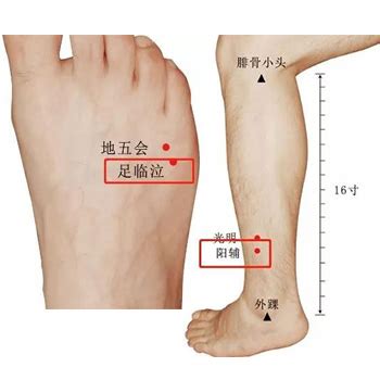 阳辅的准确位置图图片 阳辅的准确位置图图片