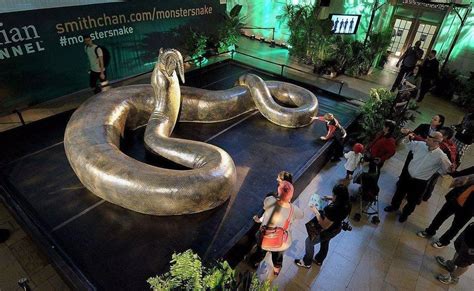 巨蟒蛇图片、一组巨大的蟒蛇图片大全欣赏_蛇的图片_毒蛇网