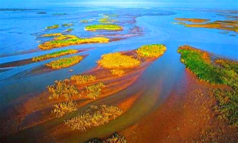 黄河出海口的植被类型是 - 业百科