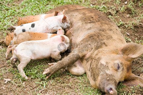 母猪在怀孕期间我们应该如何来喂养？ - 知乎