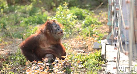 天津动物园引进濒危保护动物 今日正式与游客见面_旅游_环球网
