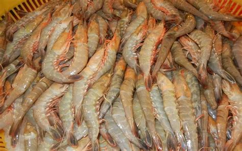 海鲜世界：认识海鳌虾-来自纯净的南极深海的美味