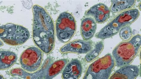 全基因组弓形虫筛查揭示了寄生虫感染的机制 - 中国基因网