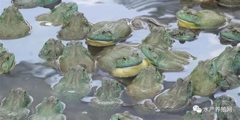 同在华夏大地，自力更生，在街头穿着呆萌青蛙服兜售青蛙的卖崽青蛙落网了。