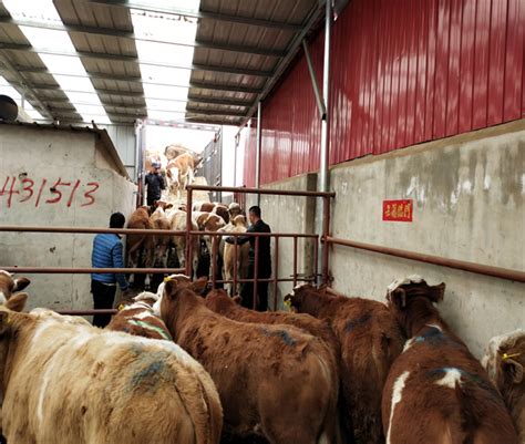 内蒙古通辽：牲畜市场开市“牛” 万头肉牛入市“火”-新闻频道-和讯网