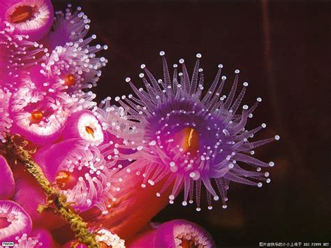 五彩斑斓的海葵，居然这么好吃！这些做法营养又美味！