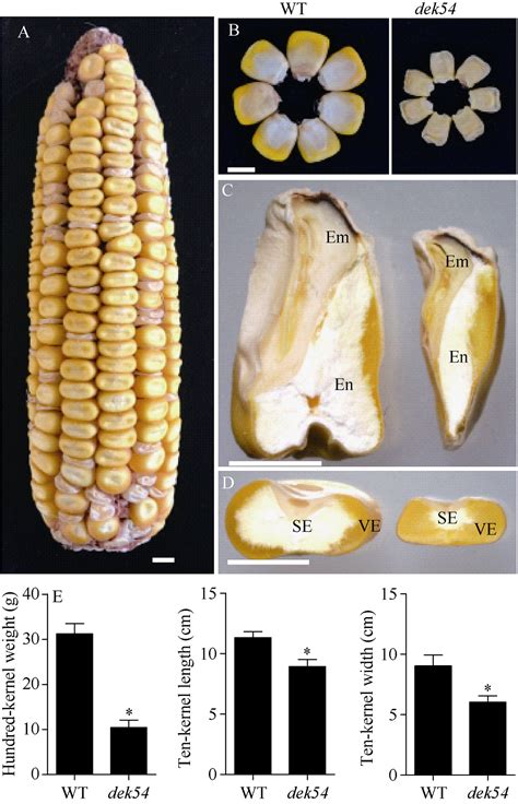 玉米籽粒缺陷突变基因 dek54 的精细定位及候选基因分析