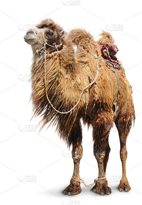 双峰骆驼,白色背景,单峰骆驼,劳作动物,驼峰,骆驼,鞍,垂直画幅,家畜,户外