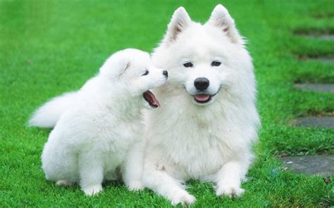 萨摩耶犬专业训练-爱家宠物公司网-