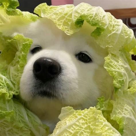 非主流小绿头像