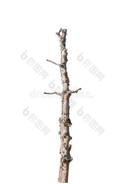 田野里一棵孤零零的树，背景是蓝天高清摄影大图-千库网