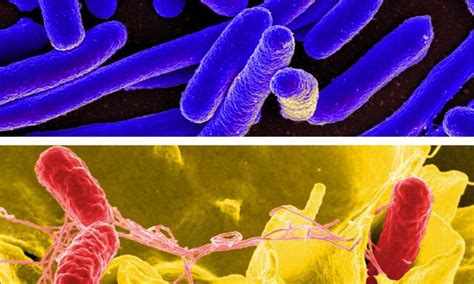 重组大肠杆菌的构建方法及发酵生产β‑丙氨酸的方法与流程