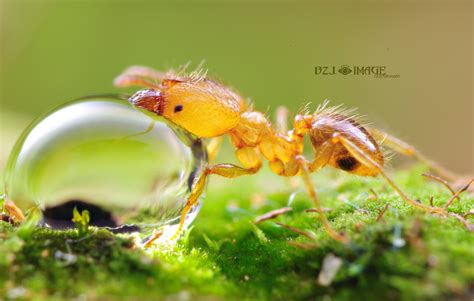 奇妙有趣！微距镜头下的蚂蚁世界 -青报网-青岛日报官网