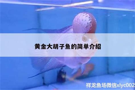 黄金大胡子鱼的简单介绍 - 白子黄化银龙鱼 - 广州观赏鱼批发市场