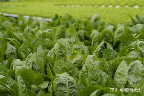 菠菜的种植方法和时间，掌握采种方式不愁难越冬！