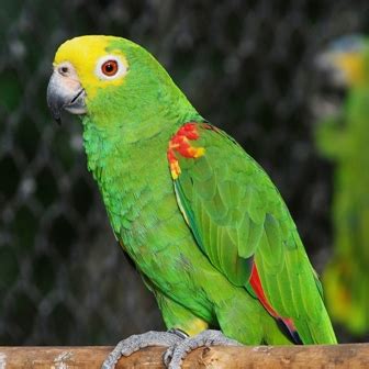 金刚鹦鹉图片-五颜六色的金刚鹦鹉鸟素材-高清图片-摄影照片-寻图免费打包下载