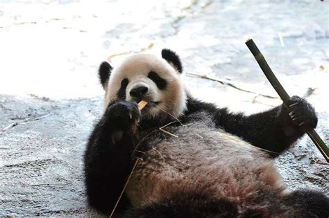 大熊猫那么没有战斗力为什么能在进化过程中幸存下来？ - 知乎