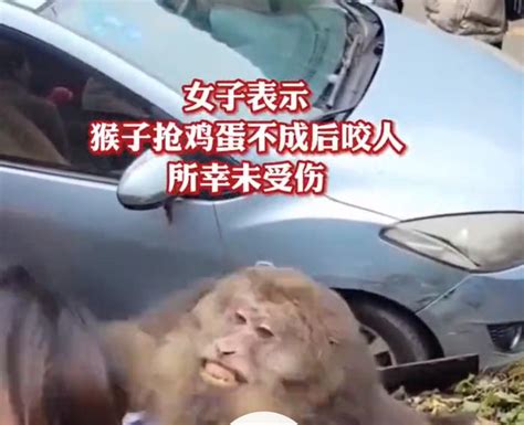 女子路边投喂野生猴子被咬|女子|女士|景区_新浪新闻