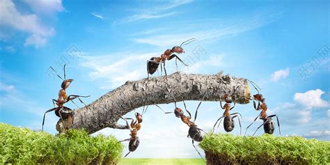 蚂蚁桥团结高清摄影大图-千库网