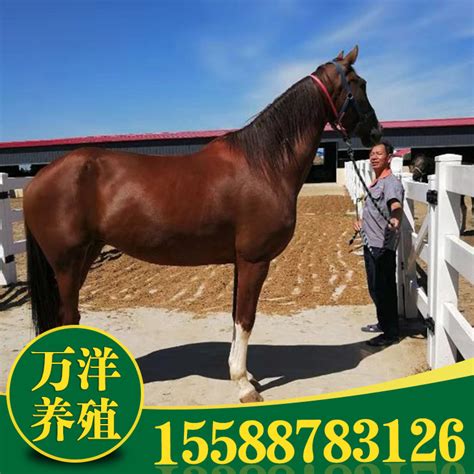 养殖国产伊犁马 蒙古马 专业骑乘马驯化 低价出售马匹-阿里巴巴