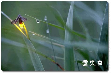 亮虫图片