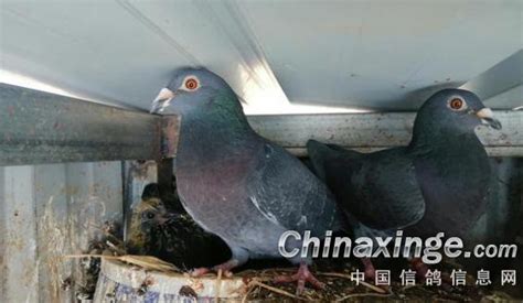 信鸽清理记：鸽不在多而在精 -中国信鸽信息网相册