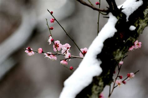 雪梅赏析 雪梅的赏析 - 天奇生活