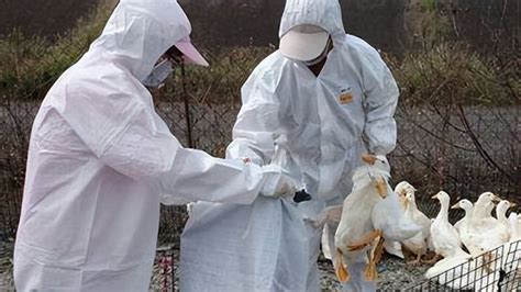 中国的免疫策略应对全球暴发的H5禽流感成效显著-综合动态-中国农业科学院哈尔滨兽医研究所