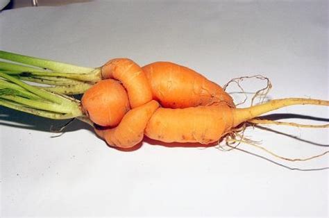 胡萝卜常见的四大品种，不同种胡萝卜有什么特点？你都吃过吗？ - 惠农网