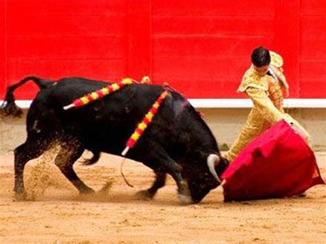 西班牙斗牛 斗牛士满身都是这头牛留下的血 下一刻就等待被宰杀