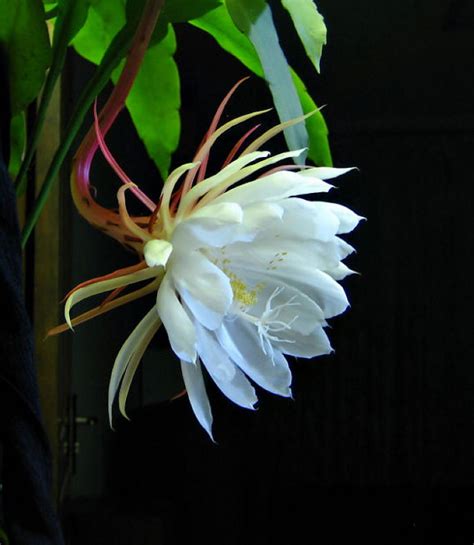 昙花图片