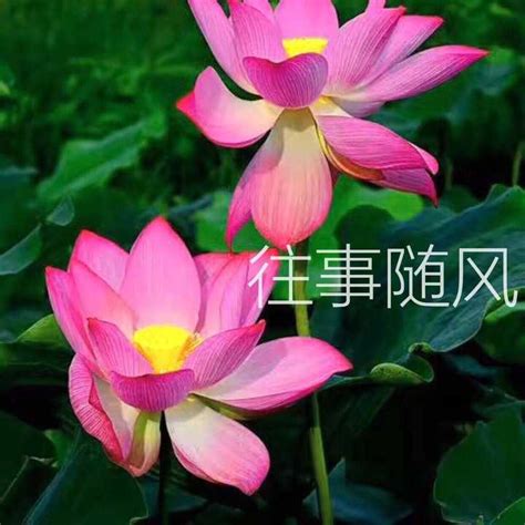 丽丽• 的图像结果