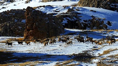 新疆天山深处频现野生动物_大西北网